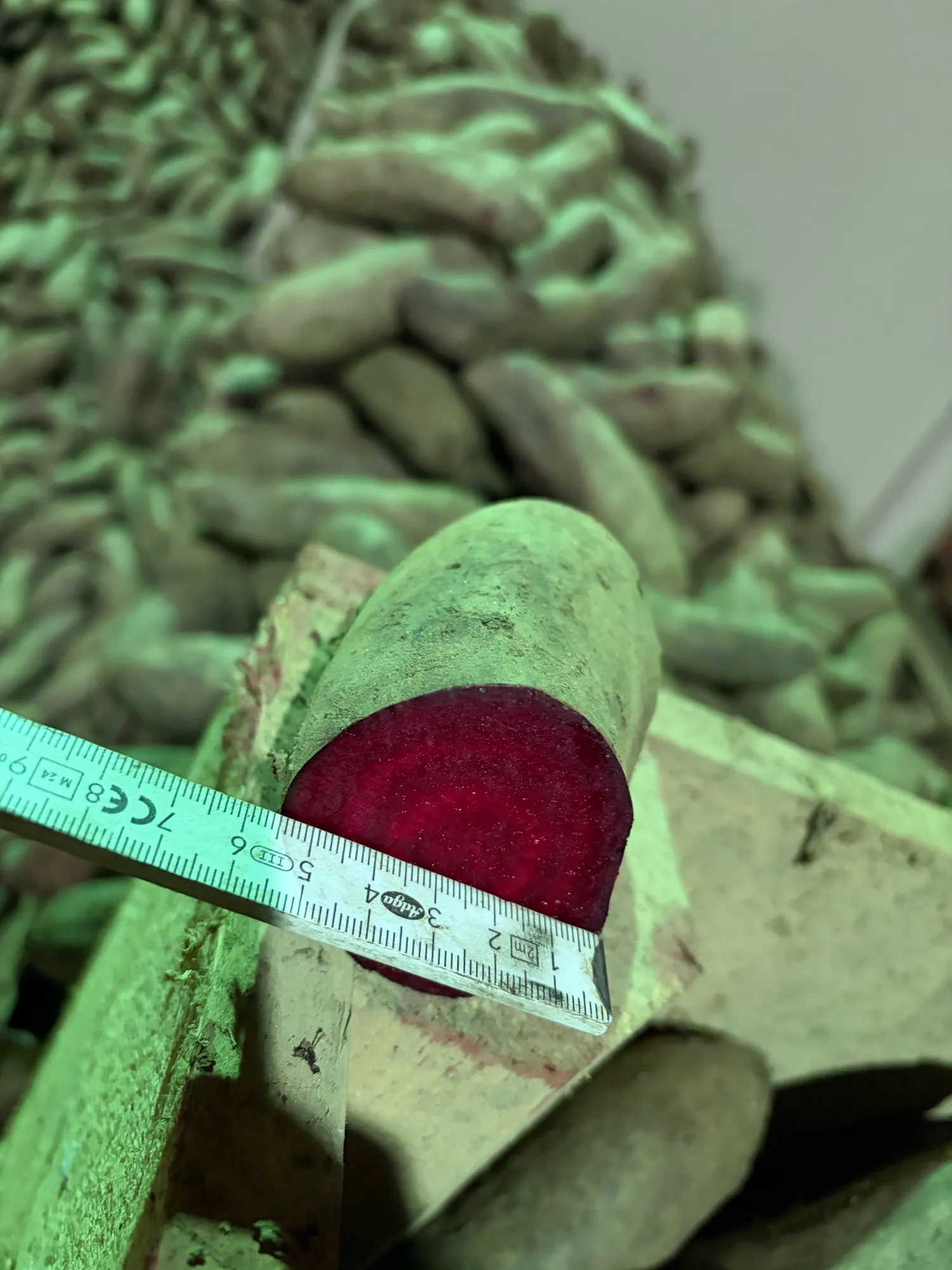 Rote Bete Lang zu verkaufen – Ideal für Konserven