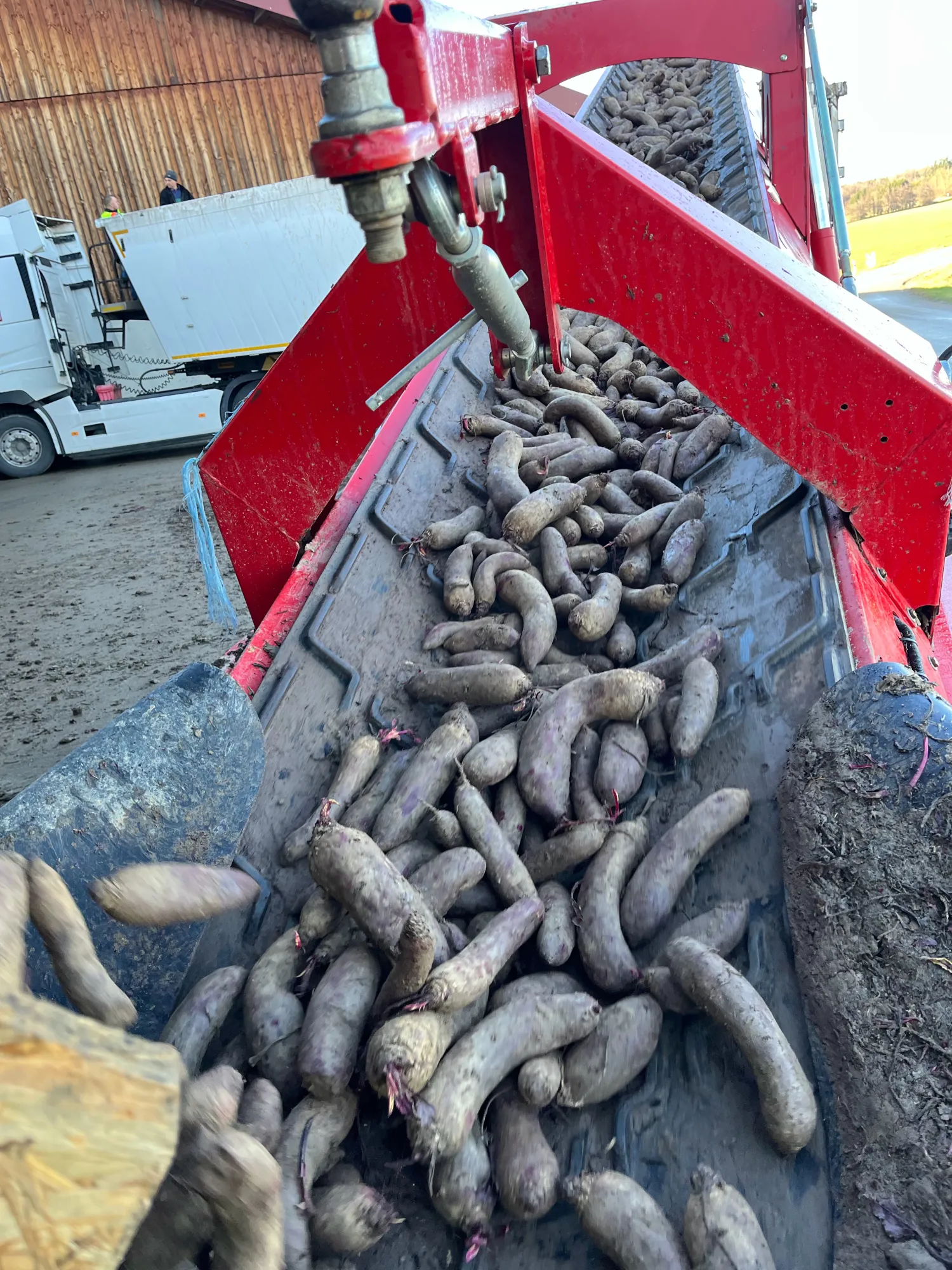 Rote Bete Lang zu verkaufen – Ideal für Konserven