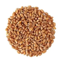 500t E-Tarwe Axioma, oogst 2025, topkwaliteit