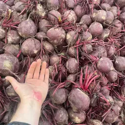 Rode bieten kopen: Vers van het land | Ongesorteerd &amp; Gekalibreerd