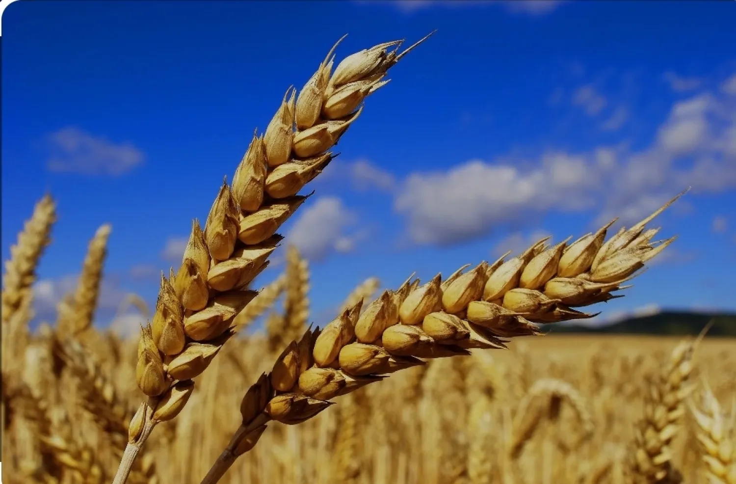 Winterweizen / Futterweizen Ernte 2025, 250 Tonnen
