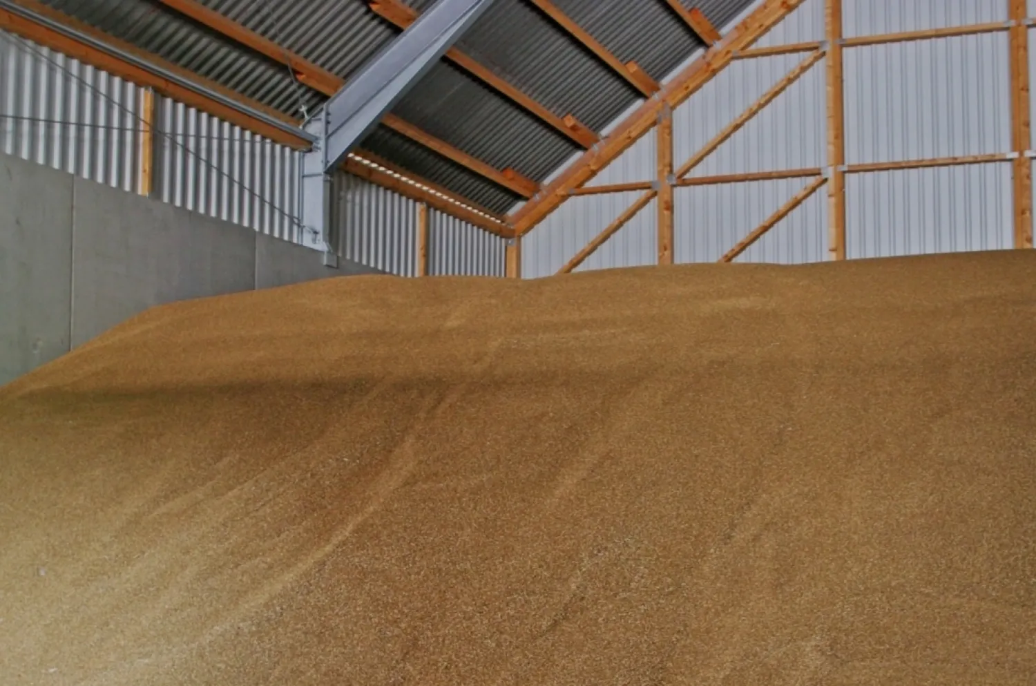 Winterweizen / Futterweizen Ernte 2025, 250 Tonnen