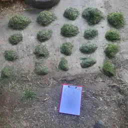 Grassilage 3e snede te koop – Top kwaliteit