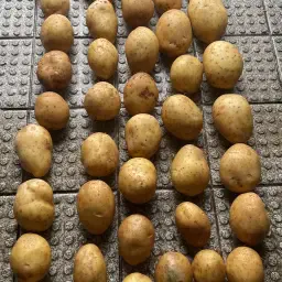 Aardappelen SIMONETTA te koop - Gekoelde opslag, grote hoeveelheid