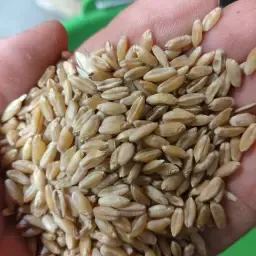 Durum, Hartweizen zu verkaufen: 250 Tonnen