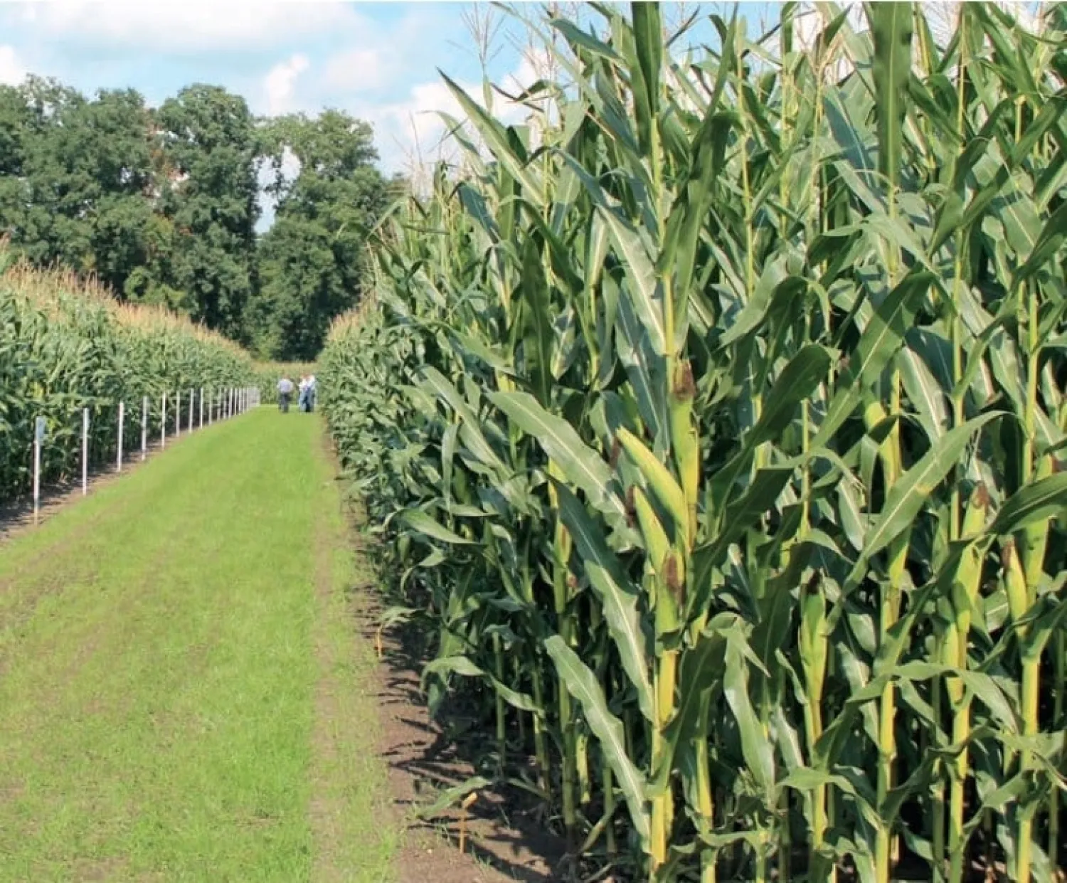 Maiszaad "Allrounder" FAO-230 (50.000 zaden)