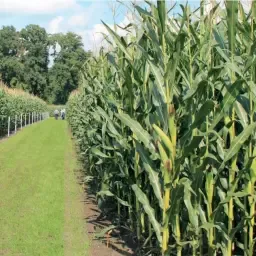 Maiszaad "Allrounder" FAO-230 - 50.000 zaden