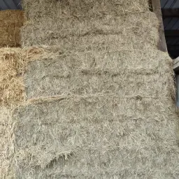 Kwaliteitshooi 2025 & Restpartij 2024 | Grote balen