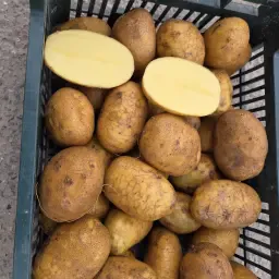 Agria Aardappelen | 18,5 ton beschikbaar | Frietgeschikt