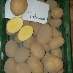 Aardappelen van Belana rechtstreeks van de boerderij kopen