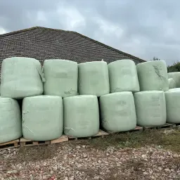 Kuilmaïs Balen Te Koop – Oogst 2025