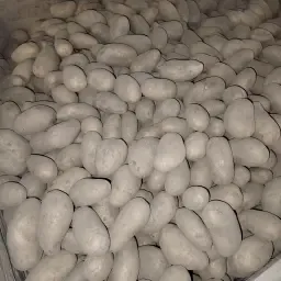 Torenia aardappelen te koop - ca. 40 ton