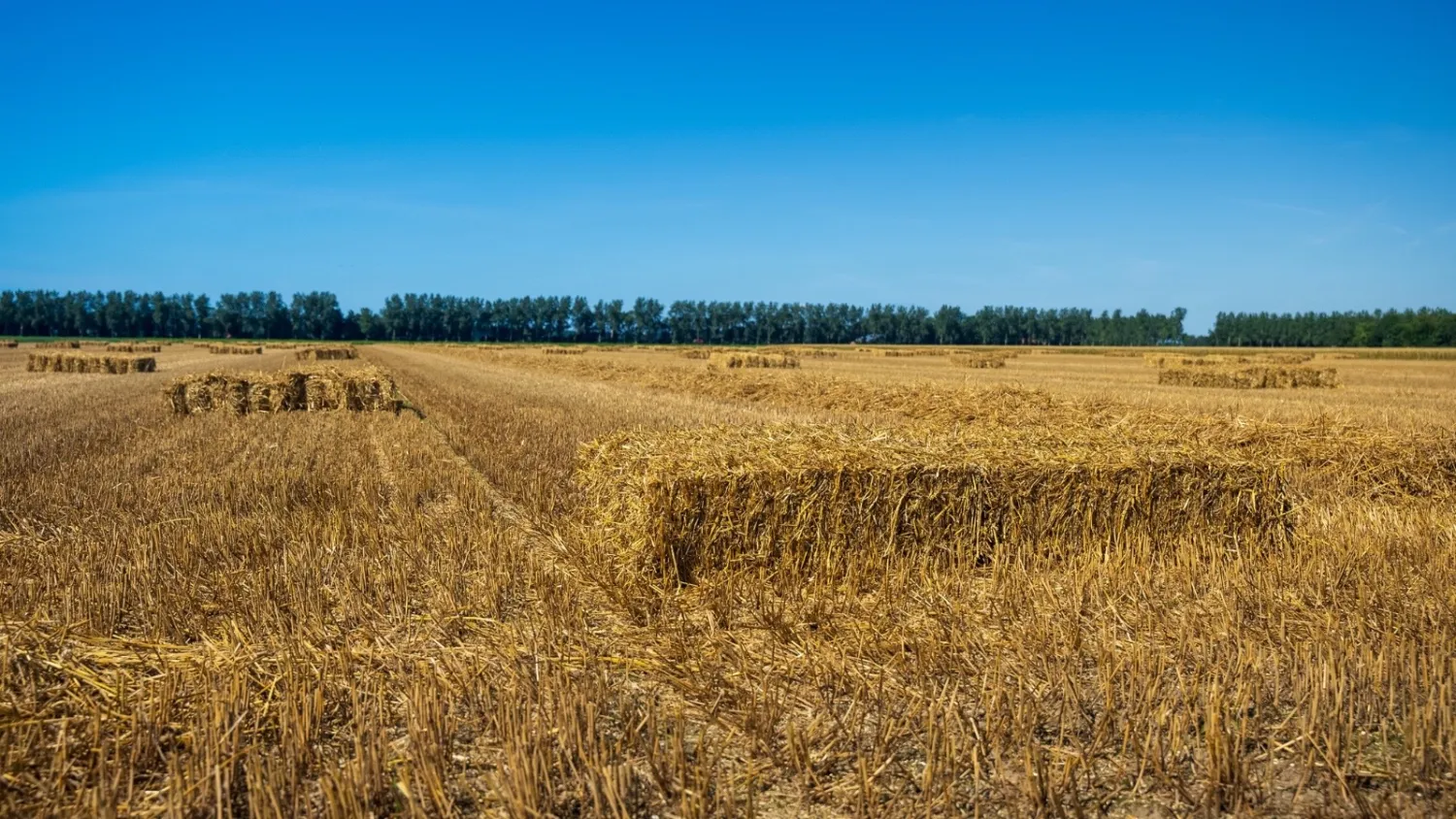 Tarwestro & gerst gezocht in Noordoostpolder