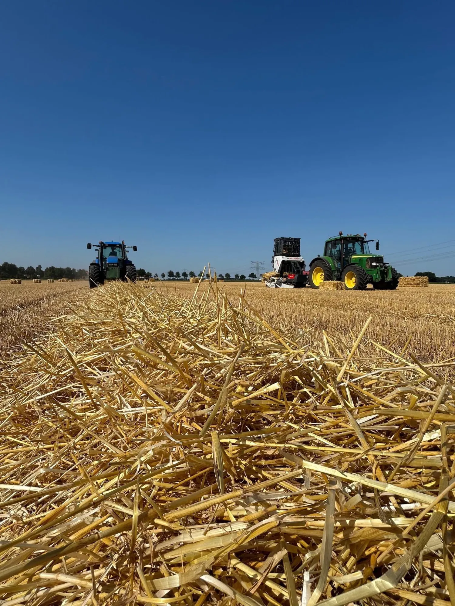 Tarwestro & gerst gezocht in Noordoostpolder