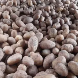 Nicola aardappelen te koop - Diverse maten en hoeveelheden