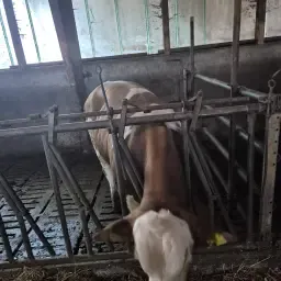 Fleckvieh Dekstier - Melkproductie gecontroleerd