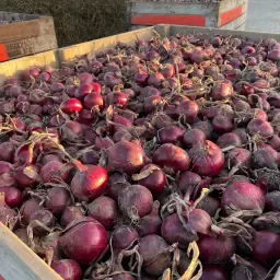 Rode uien: Kwaliteit uit de kist, MH behandeld