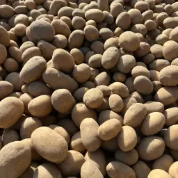 Pommes de terre Belana Bio | Qualité supérieure