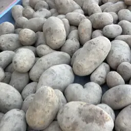 Innovator Potatoes (Large): Buy Top Quality Now