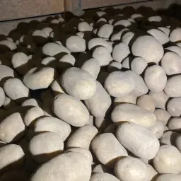 Pommes de terre Juventa & Madeira : Sol clair, stockage frais