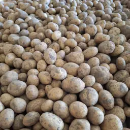 150 tonnes de pommes de terre argileuses variété Belana à vendre