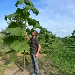 Sadzonki Paulownia - Szybko rosnące, nieinwazyjne