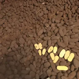 Buy Innovator Potatoes | High-Quality Seed Potatoes