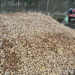 Potatoes for Sale - High Quality, Stored in Mieten
