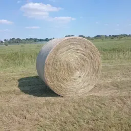 Siano w Balotach, 1.6m, Wysoka Jakość, Minimum 10 Balotów