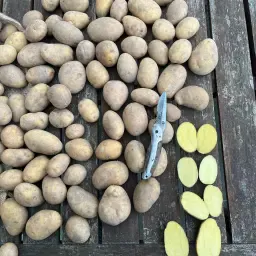 Agria Aardappelen 20 ton - GlobalGAP & PlanetProof Gecertificeerd