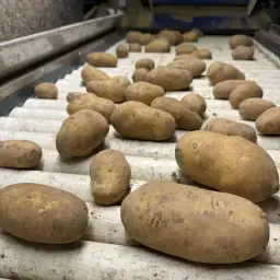 Victoria Aardappelen te Koop | Vastkokend & Veelzijdig