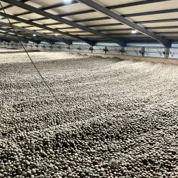 Voeder aardappelen 500 ton (16-18% zetmeel)