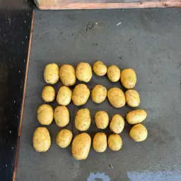 Colomba Table Potatoes 55+ (Approx. 100 Tons) Chilled