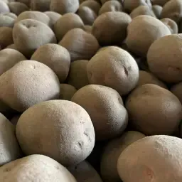 Sorted Bildtstar Potatoes for Sale | High Quality