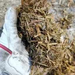 Grassilage f
ur Biogasanlagen - Top Qualit
ät