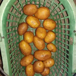 Lilly Potatoes for Sale | Large Size, Firm Texture