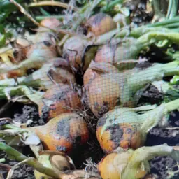 Dormo Såsæd - 15 enheder tilgængelige