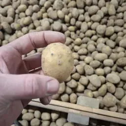 Agria Pootaardappelen 35/50 Klasse E - Scherpe Prijs