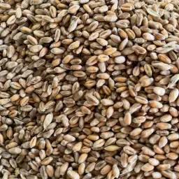 Bio Futterweizen, ca. 16 Tonnen, gereinigt