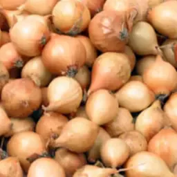 Plantuien Pootgoed Sturon - 6500 kg Gezocht