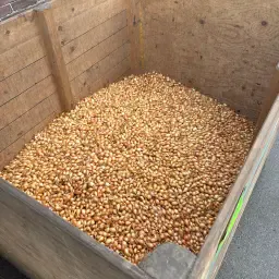 Jetset plantuien te koop: 250-300 kg