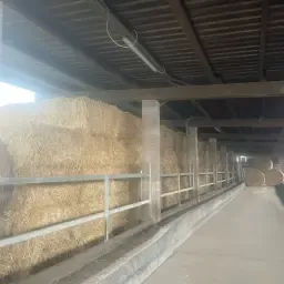 Paie de grâu și orz de vânzare – Baloți presați