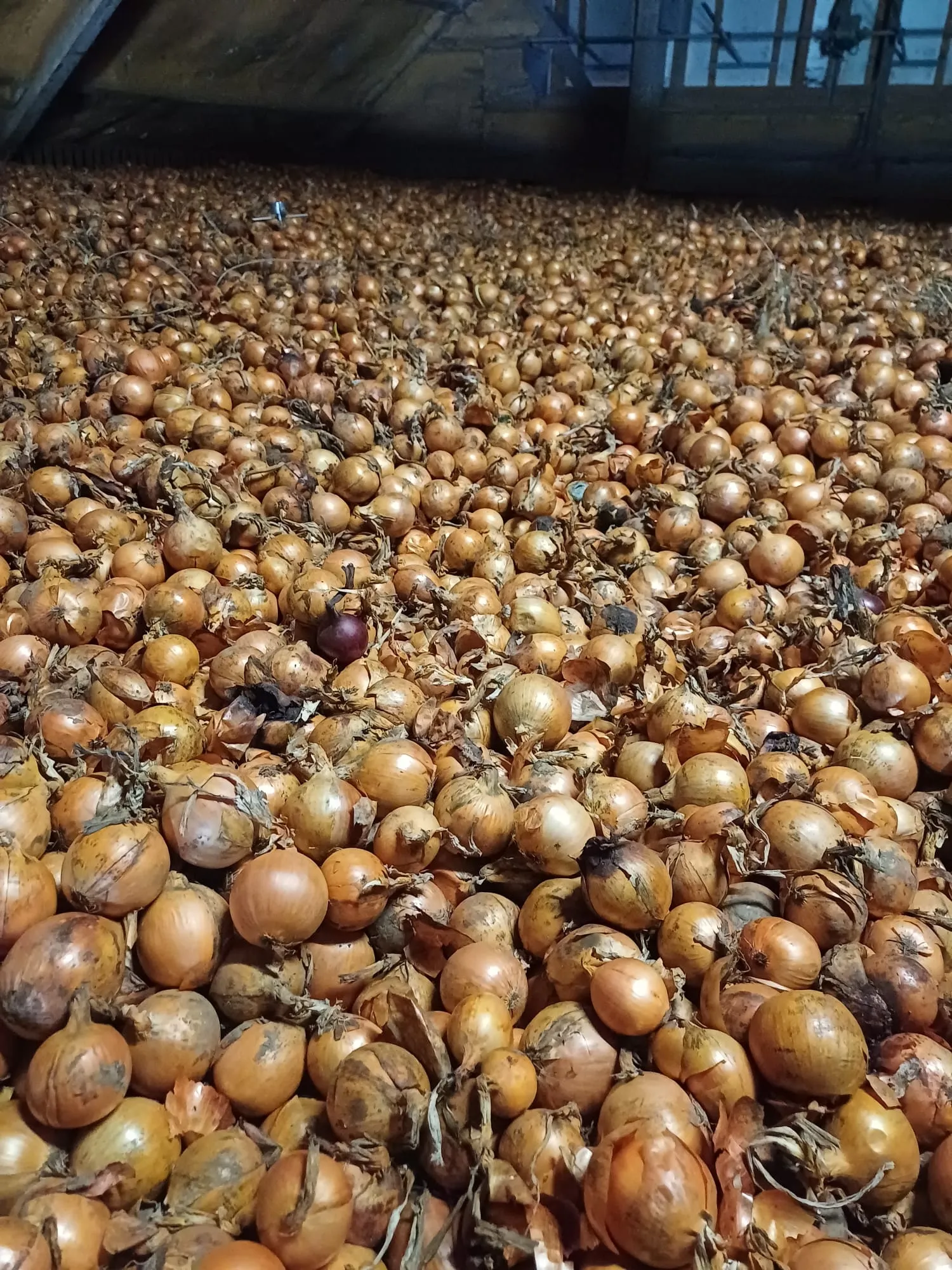 Gele & Rode Zaaiuien te Koop - Grote Voorraad, Goede Kwaliteit