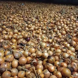 Gele & Rode Zaaiuien te Koop - Grote Voorraad, Goede Kwaliteit