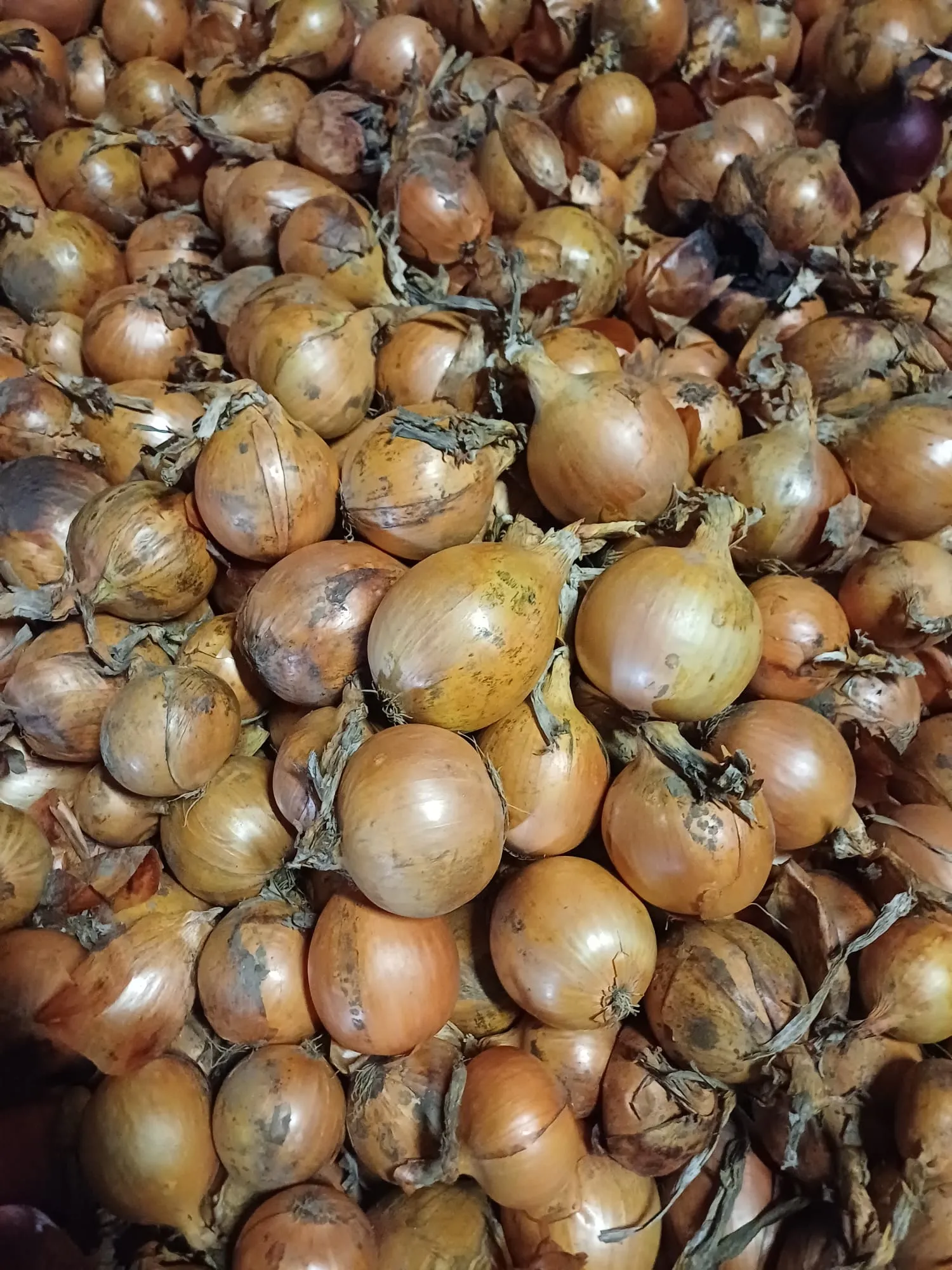 Gele & Rode Zaaiuien te Koop - Grote Voorraad, Goede Kwaliteit