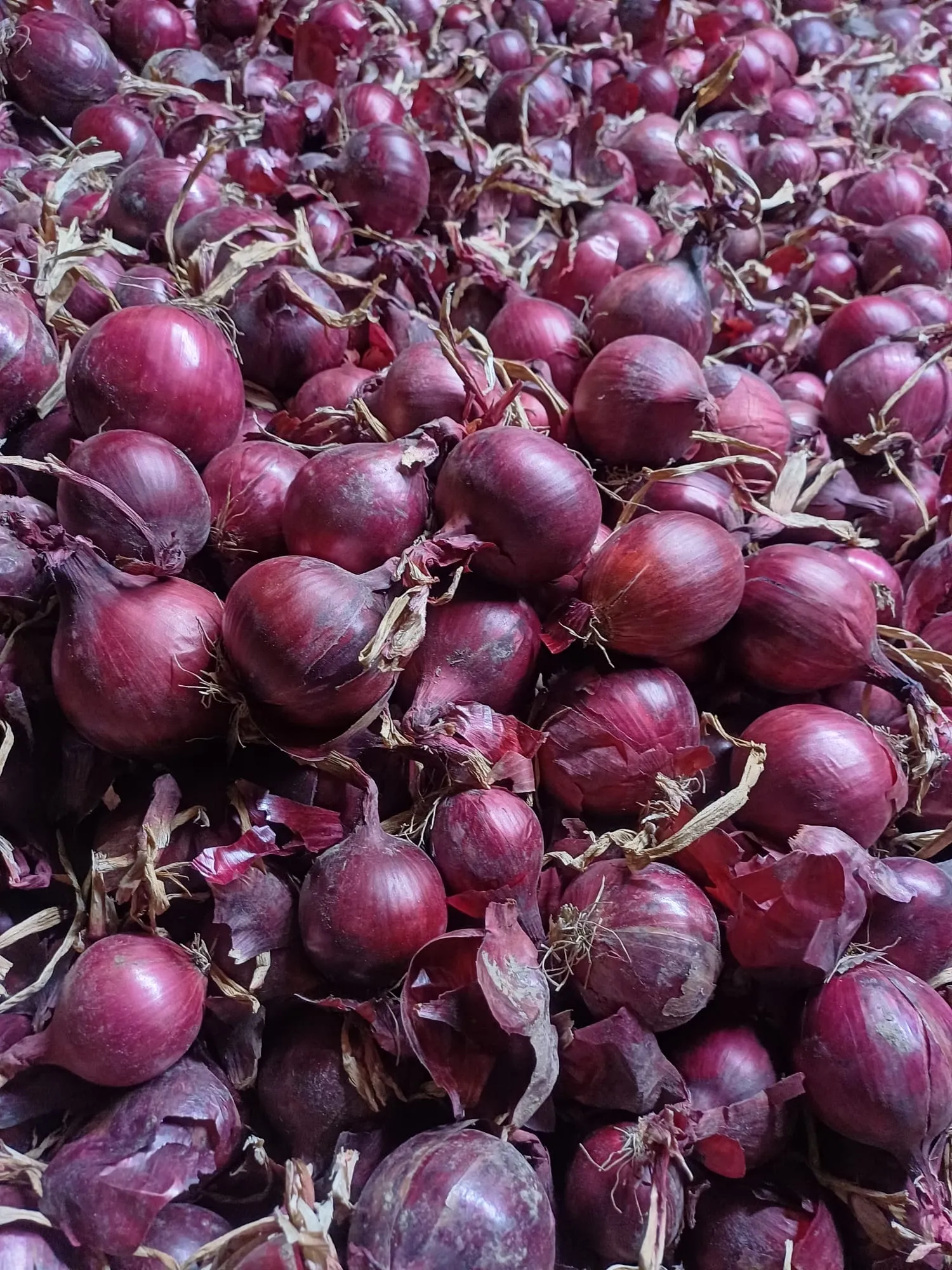 Gele & Rode Zaaiuien te Koop - Grote Voorraad, Goede Kwaliteit