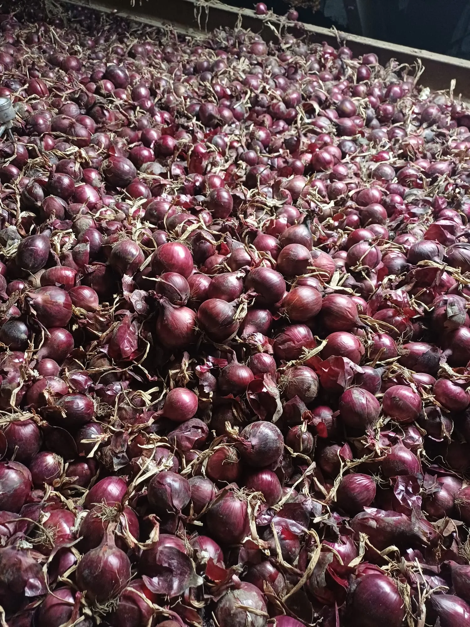 Gele & Rode Zaaiuien te Koop - Grote Voorraad, Goede Kwaliteit