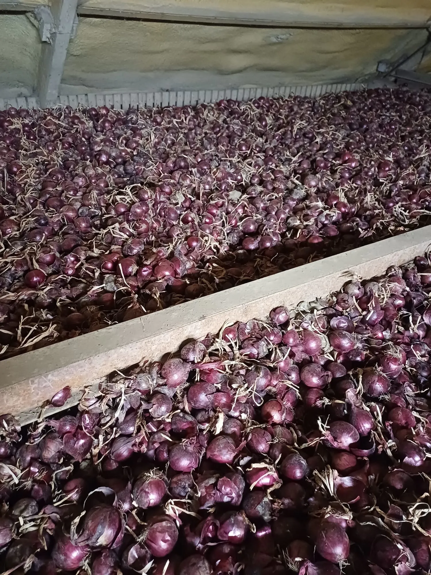 Gele & Rode Zaaiuien te Koop - Grote Voorraad, Goede Kwaliteit