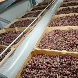 Red Seed Onions in Crates - Global Gap Certified