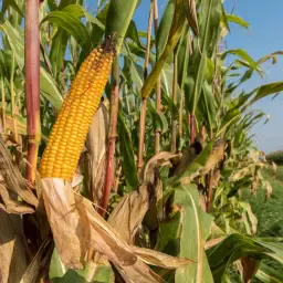 Кукурудза Силосна Урожай 2025 - 2500 тон на продаж